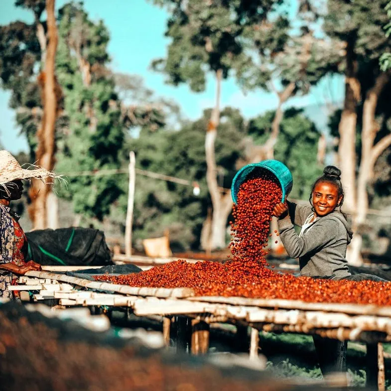 Asefa Dukamo Anaerobic Natural - Shantawene, Sidamo