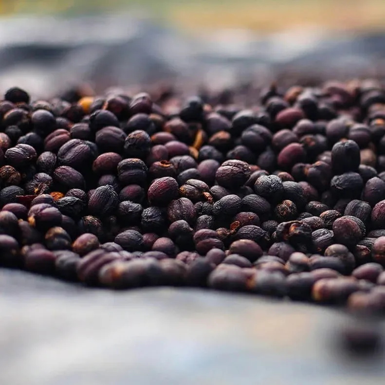 Asefa Dukamo Anaerobic Natural - Shantawene, Sidamo