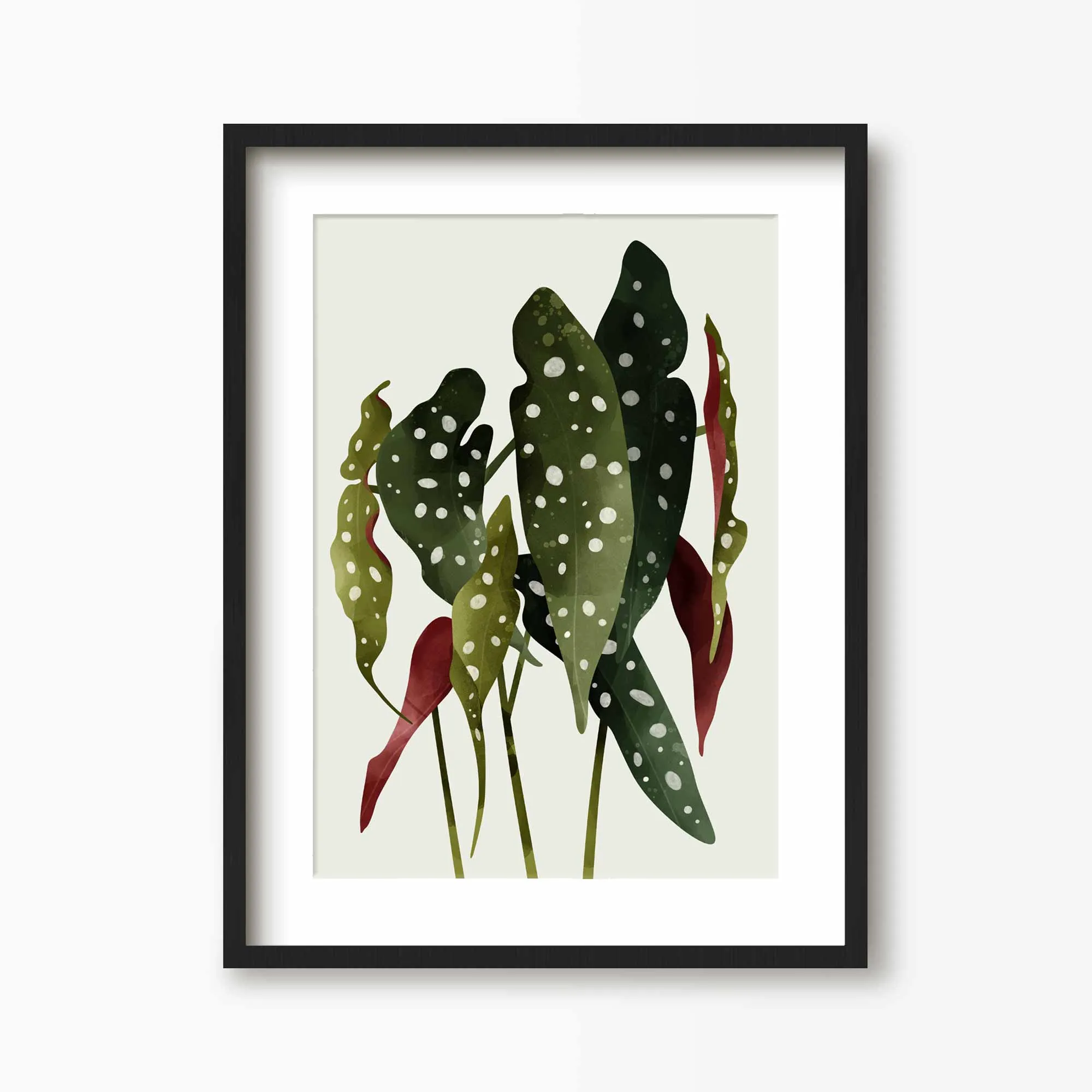 Begonia Maculata Botanical Art Print