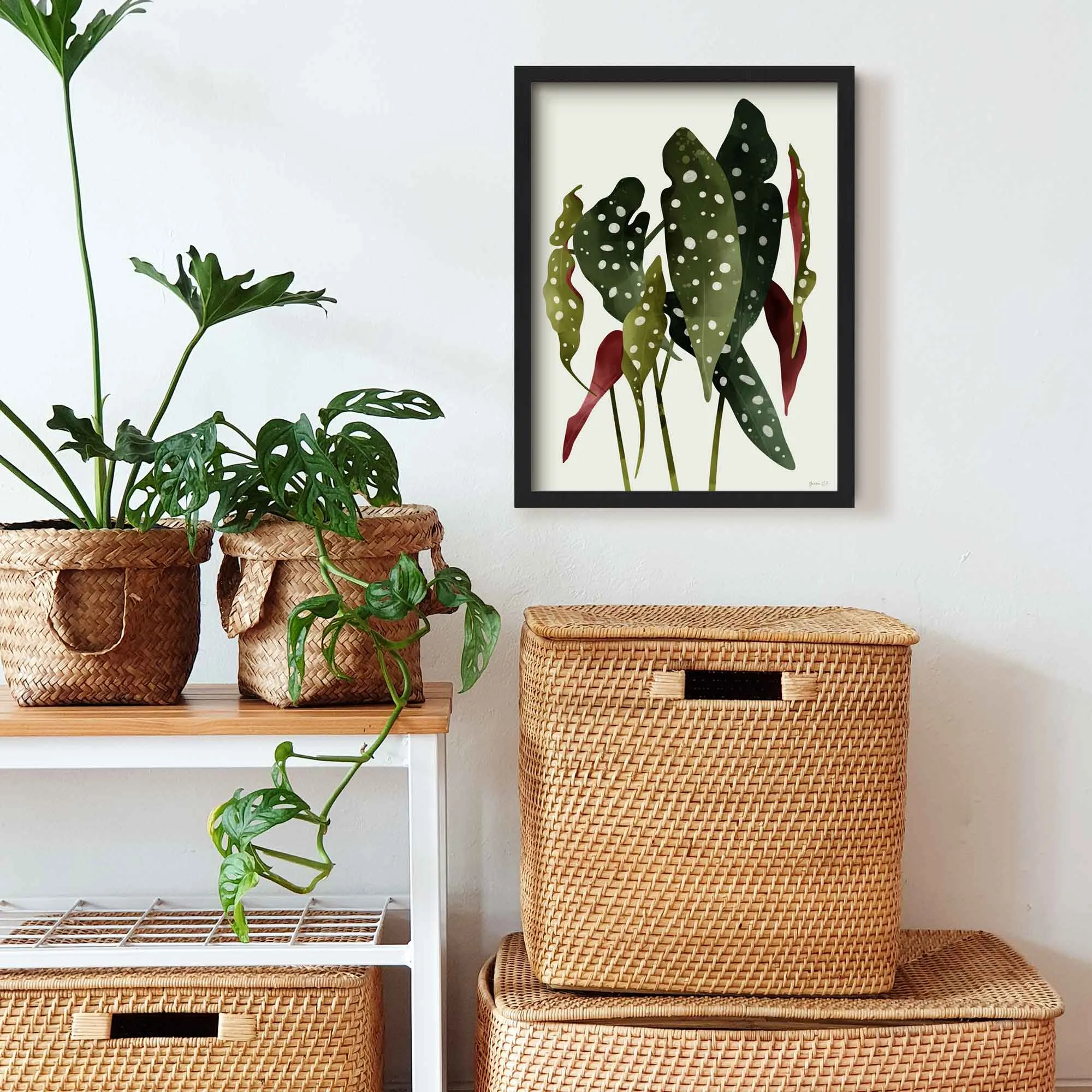 Begonia Maculata Botanical Art Print