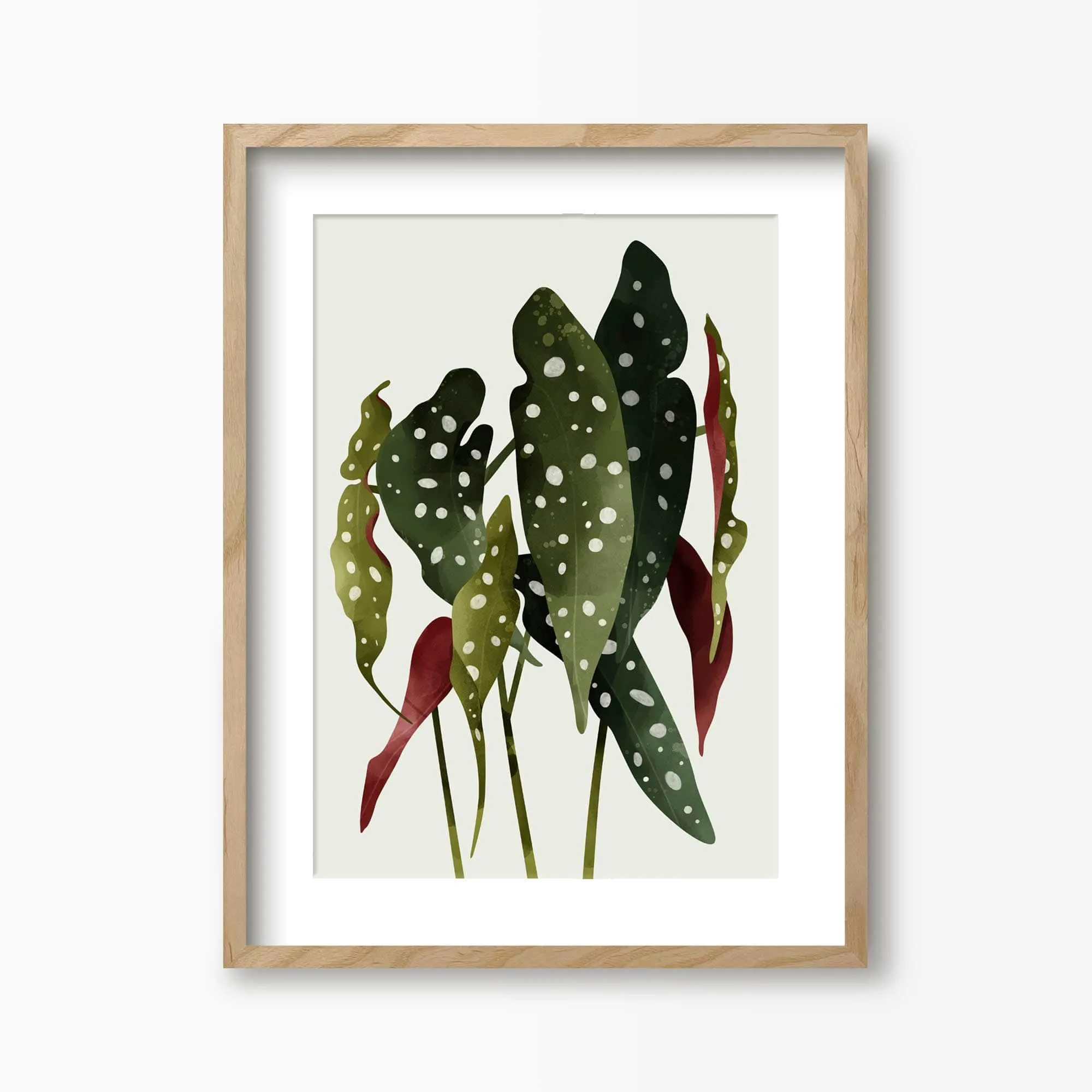 Begonia Maculata Botanical Art Print