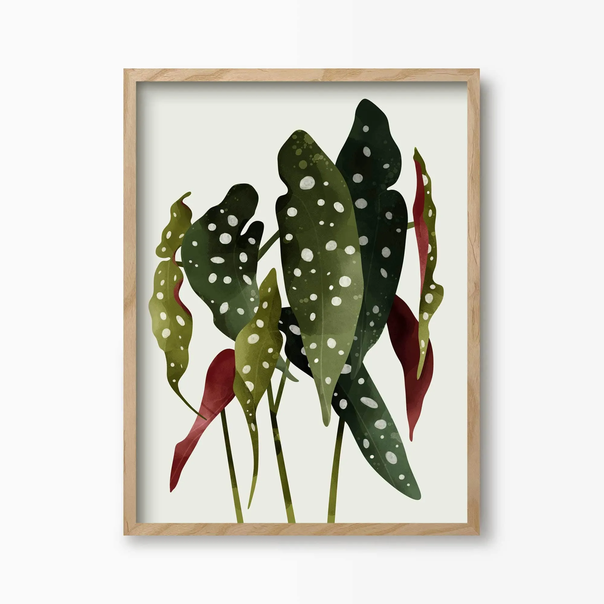 Begonia Maculata Botanical Art Print