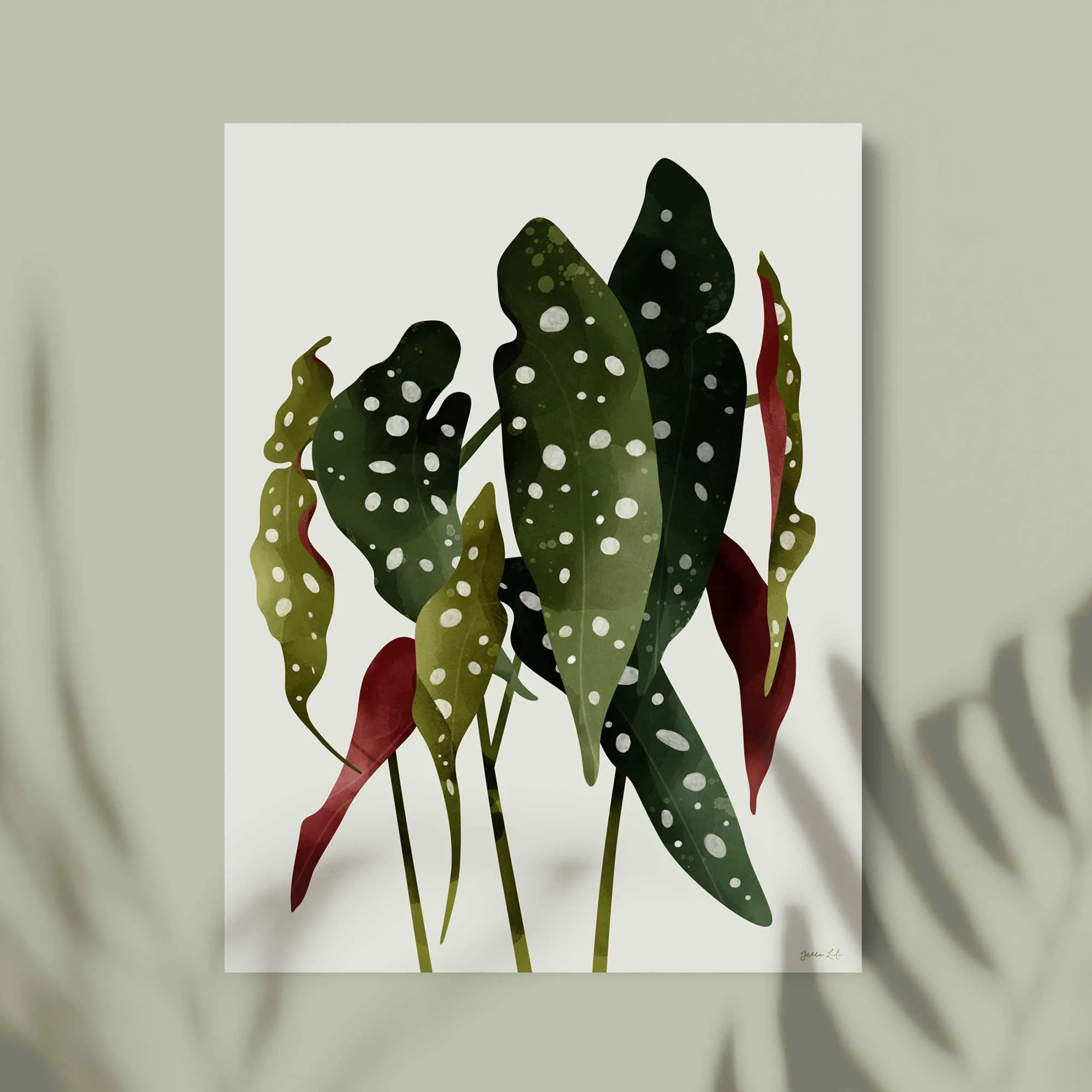 Begonia Maculata Botanical Art Print