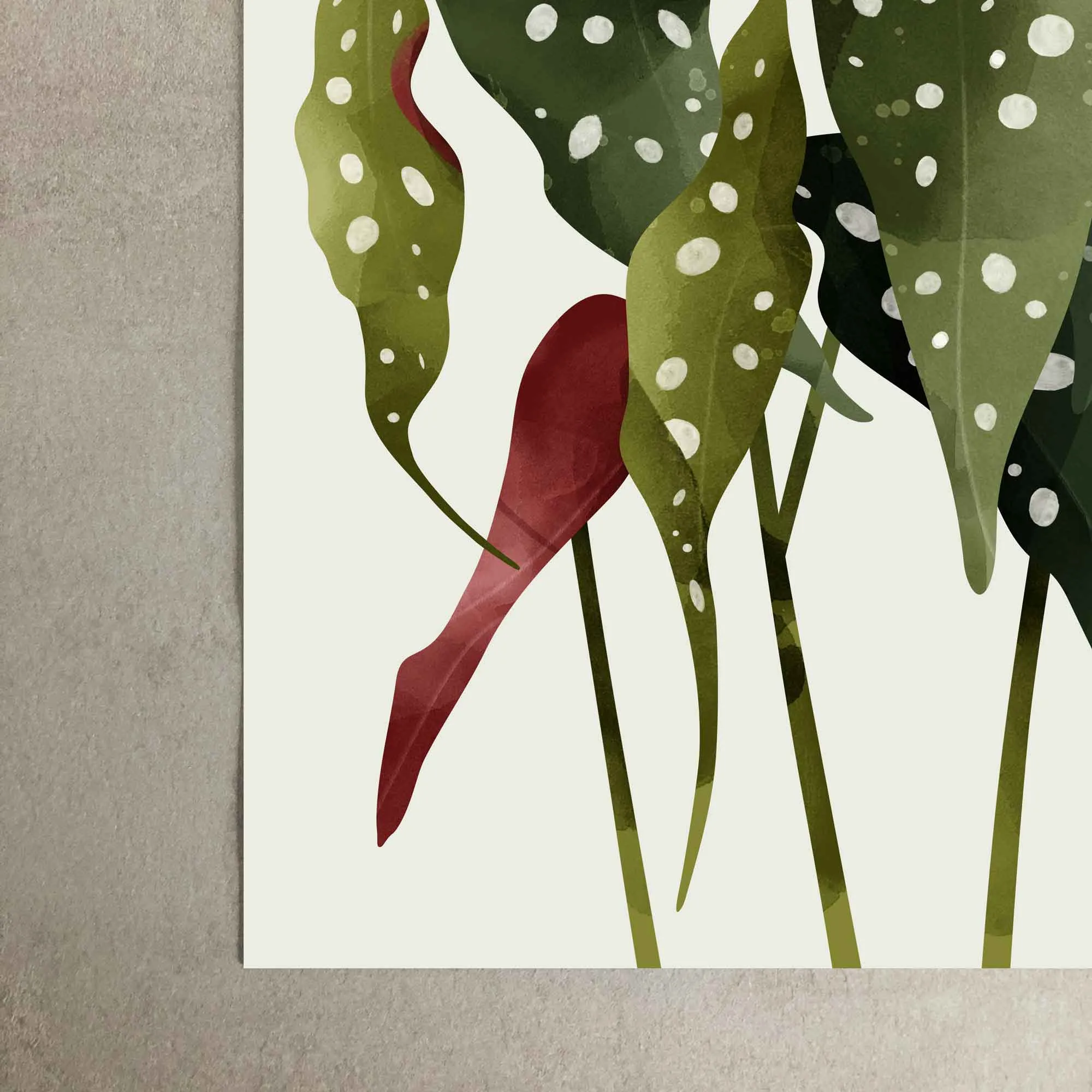 Begonia Maculata Botanical Art Print