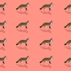Foxy - Apricot Skies Collection