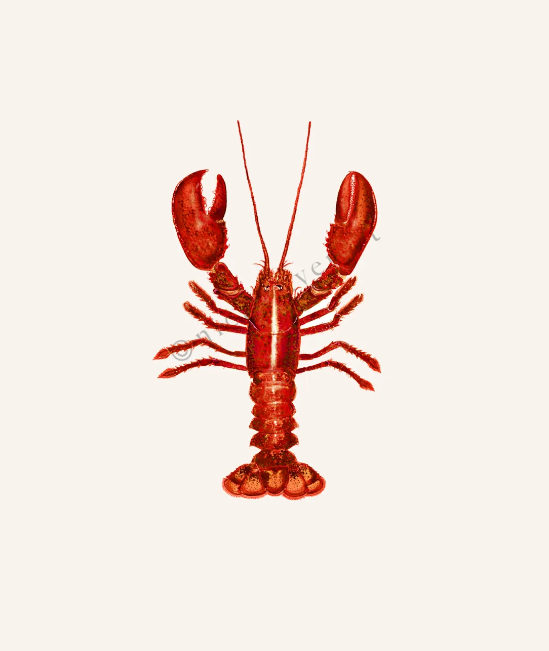 Red Lobster Print